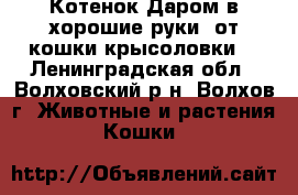 Котенок Даром в хорошие руки (от кошки-крысоловки) - Ленинградская обл., Волховский р-н, Волхов г. Животные и растения » Кошки   